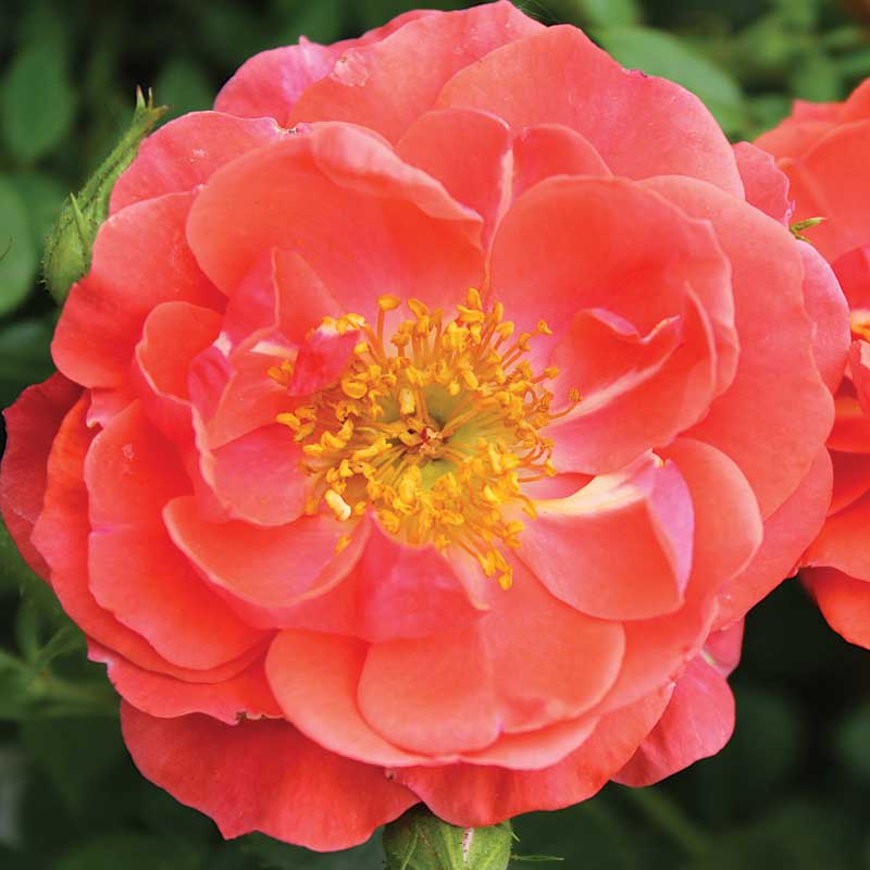 Mango Pot　Sunny Roseマンゴーポット　サニーローズ　Lサイズ 105011042_04_87d5165f-a096-