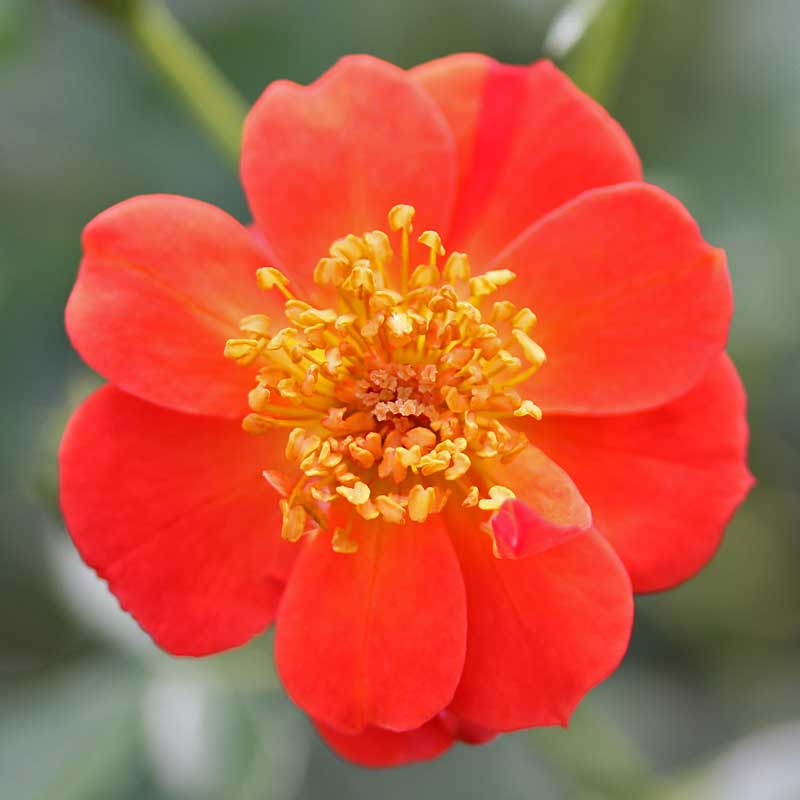 La rose Oso Easy® Hot Paprika® présente de magnifiques fleurs orange vif.