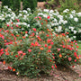 La rose Oso Easy® Hot Paprika® est facile à cultiver et d'une beauté exceptionnelle.