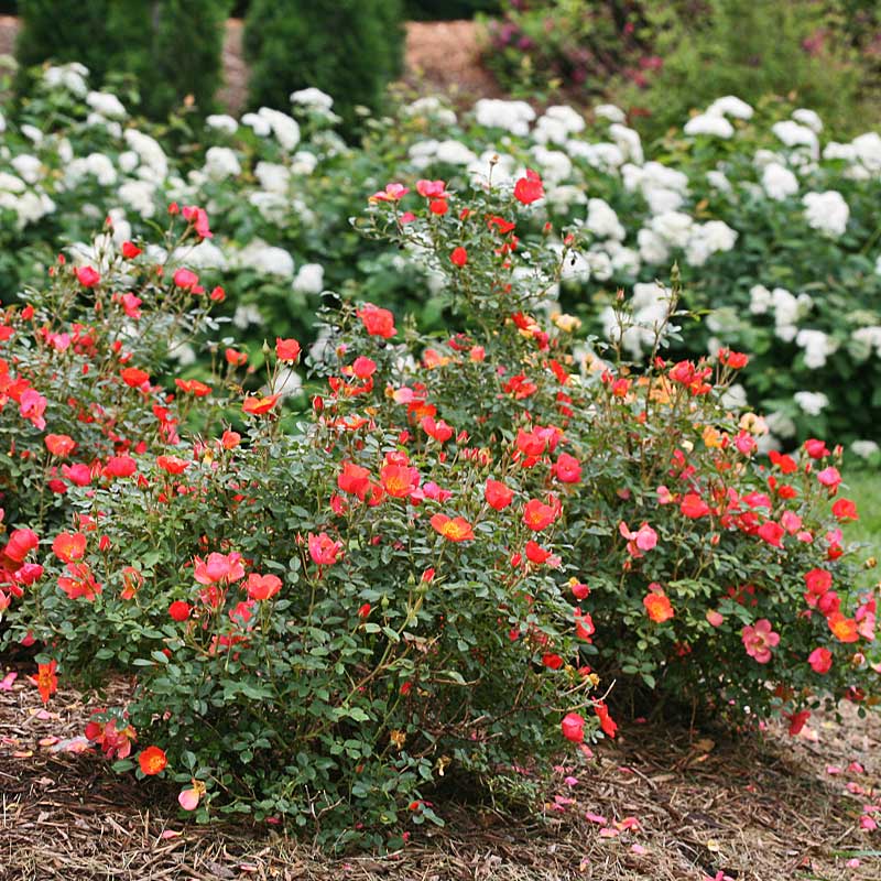 La rose Oso Easy® Hot Paprika® est facile à cultiver et d'une beauté exceptionnelle.