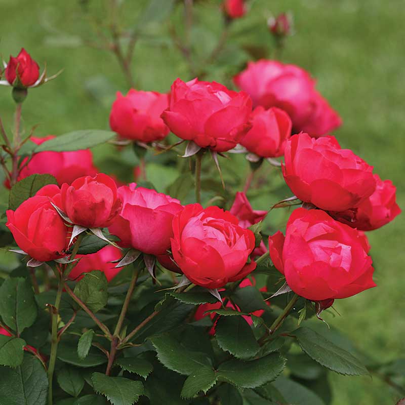 Oso Easy Double Red® Rose  has reblooming fresh red flowers all season long. 