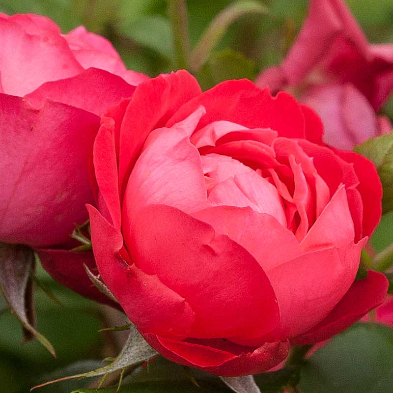 Oso Easy Double Red® Rose  has reblooming fresh red flowers all season long. 