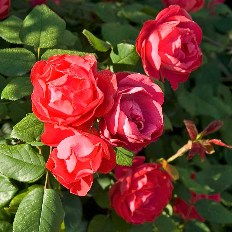 Oso Easy Double Red® Rose has warm fiery red blooms. 