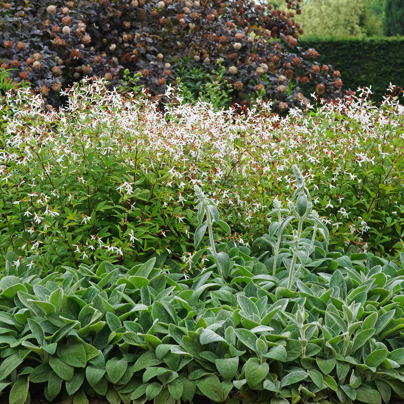 Bowman;s Root with dainty star-shaped pinkish white blooms. 
