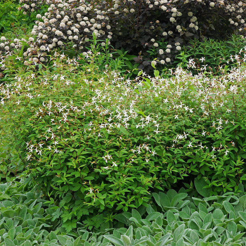 Bowman's Root with white flowers and green foliage in a garden. 