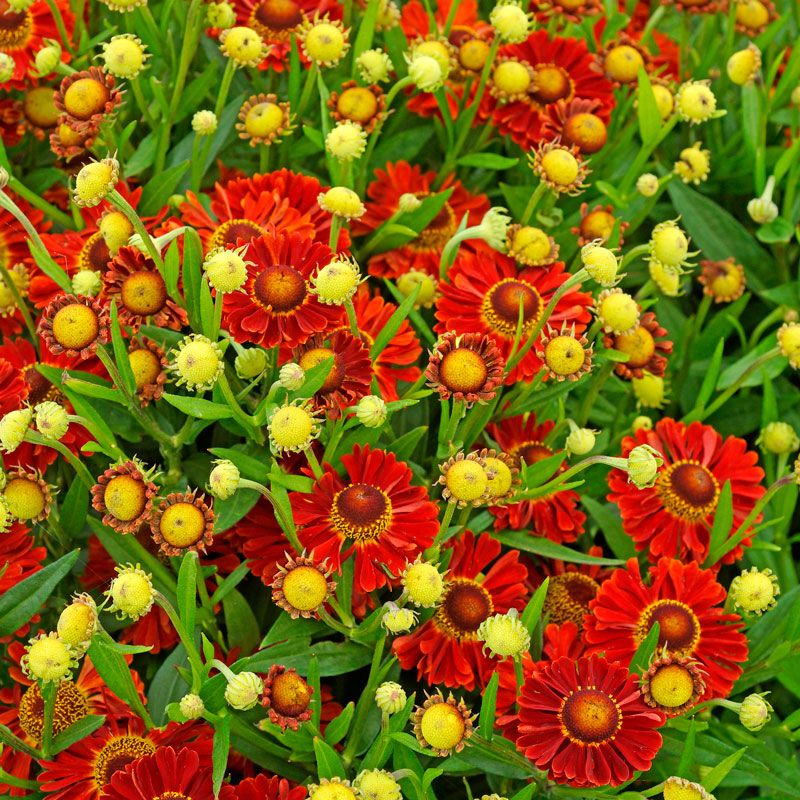 Mariachi™ 'Bandera' Helenium (Helenium autumnale 'Bandera') is perfect for mixed borders or planting in mass