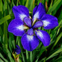 A bold blue I See Stars Siberian Iris bloom with delicate white details. 