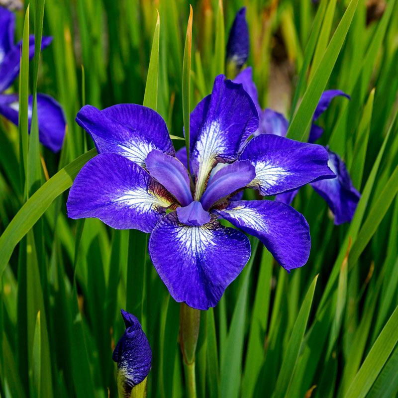 I See Stars' Siberian Iris with blue blooms and blades of green foliage. 