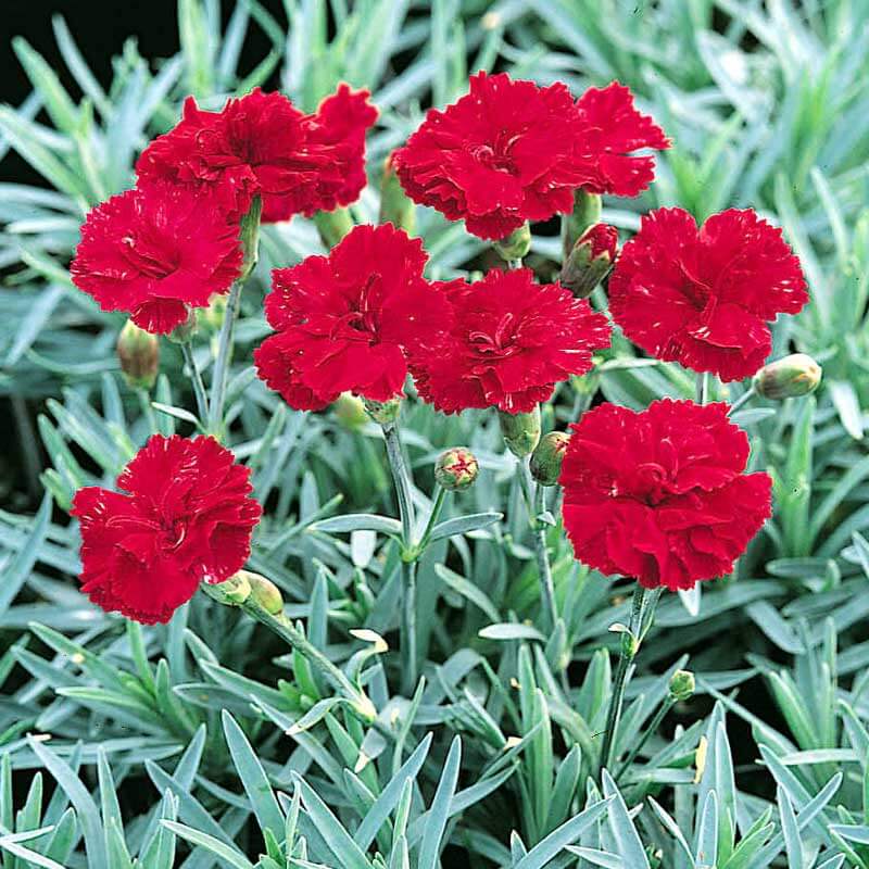 Fiery red Frosty Fire Dianthus blooms above silvery-blue foliage. 