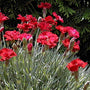 Frosty Fire Dianthus with red double blooms floating above silver-blue foliage. 