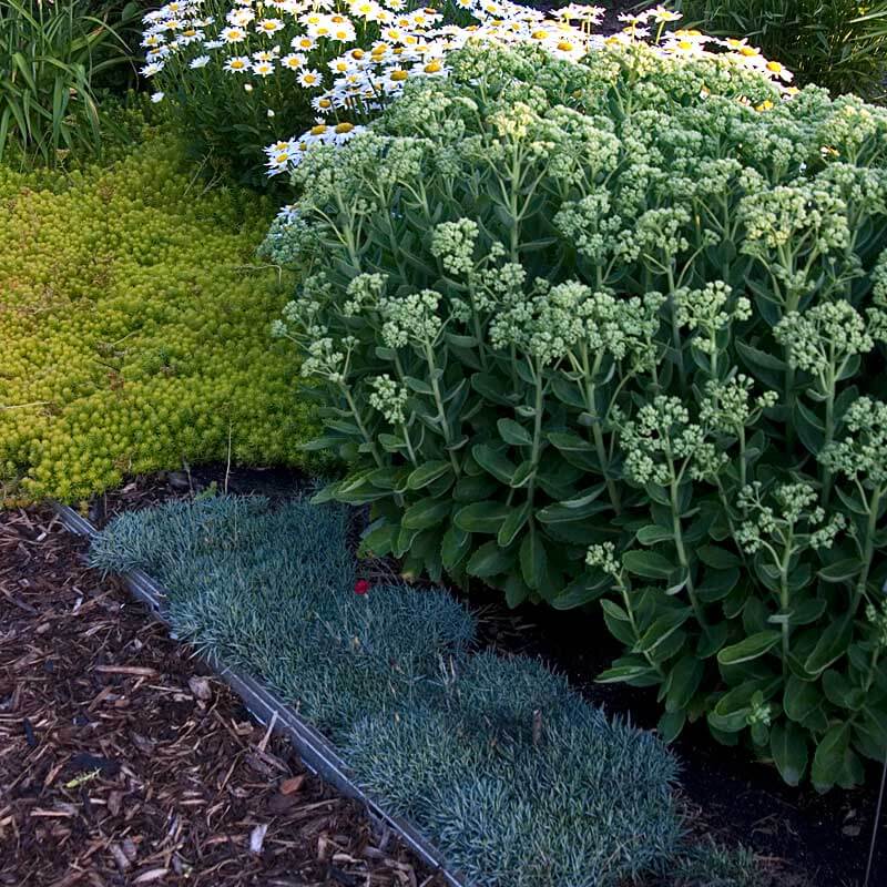 Frosty Fire Dianthus beneath another plant in a garden. 
