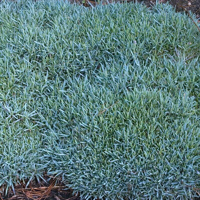 Frosty Fire Dianthus' silver-blue foliage creating a grassy mat in a garden. 