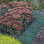 A row of Frosty Fire Dianthus with silver-blue foliage in a garden. 