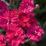Frosty Fire Dianthus with fiery red double blooms. 