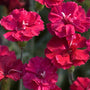 Close-up of Frosty Fire Dianthus' vibrant red double blooms. 