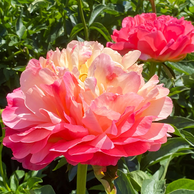 Gros plan sur une fleur de corail ondulée sur une pivoine Coral Sunset. 