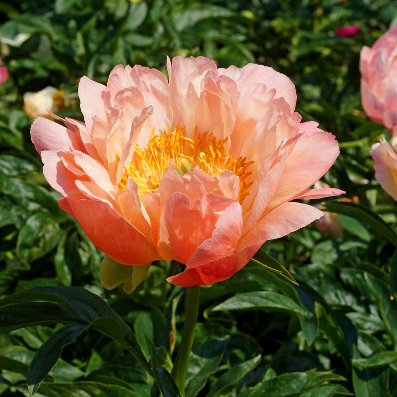 Gros plan sur une pivoine Coral Sunset en forme de bol. 