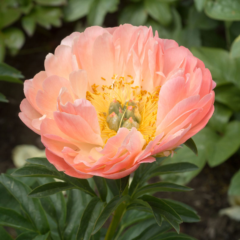 Gros plan sur une pivoine Coral Sunset en forme de bol, aux pétales frisés. 