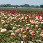 Champ de pivoines avec une rangée de pivoines Coral Sunset. 