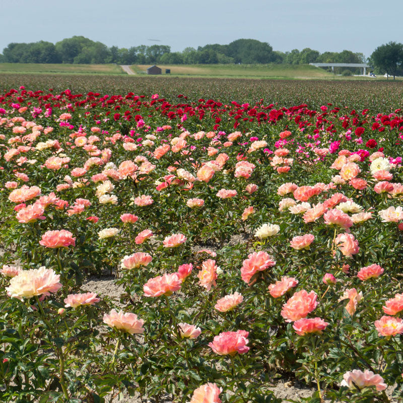 Champ de pivoines avec une rangée de pivoines Coral Sunset. 