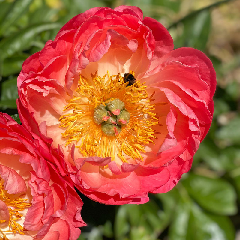 Gros plan sur une pivoine Coral Sunset en forme de bol, avec une abeille. 