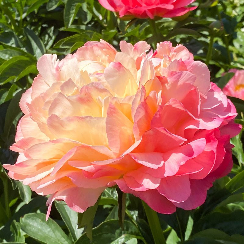 Gros plan sur une fleur ondulée de pivoine Coral Sunset. 