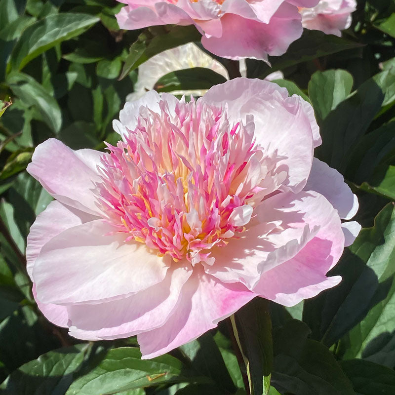 Close-up of an anemone-shaped pink Do Tell Peony bloom. 