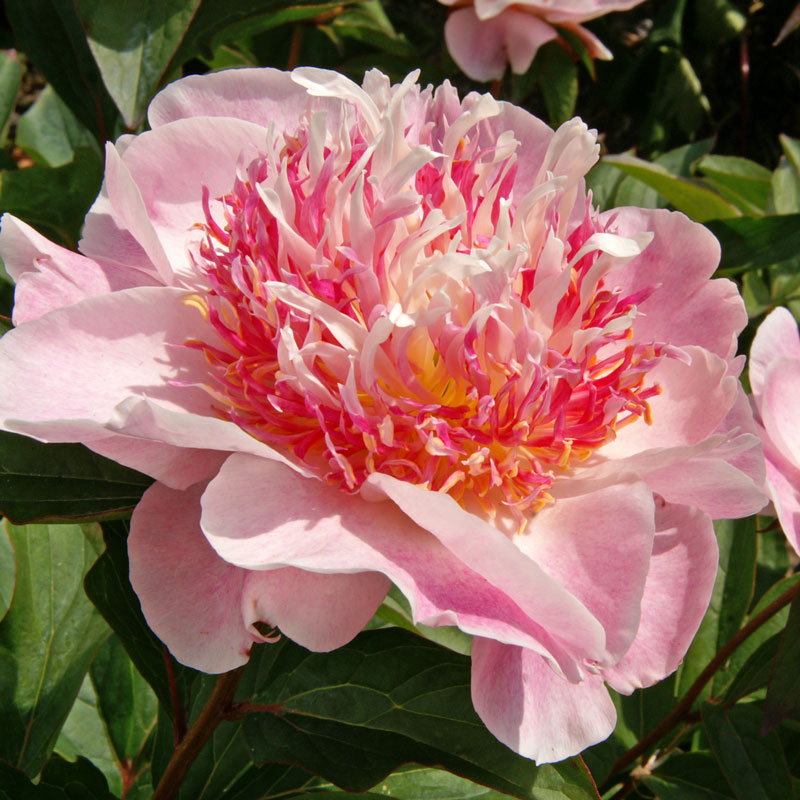 Close-up of a Do Tell Peony bloom with pale pink petals and fluffy centers tipped in golden yellow. 