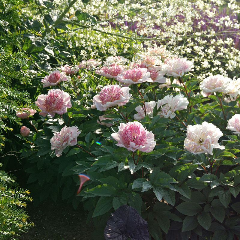 Do Tell Peony with anemone-shaped pale pink flowers. 