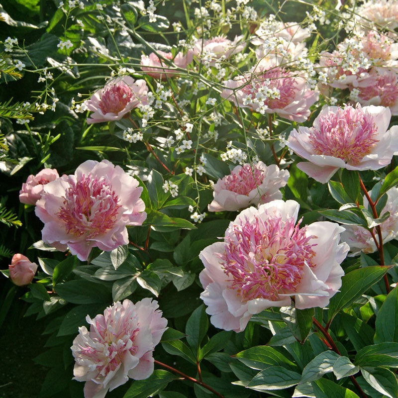 Do Tell' Peony (Paeonia lactiflora 'Do Tell')  flower is lightly fragrant.