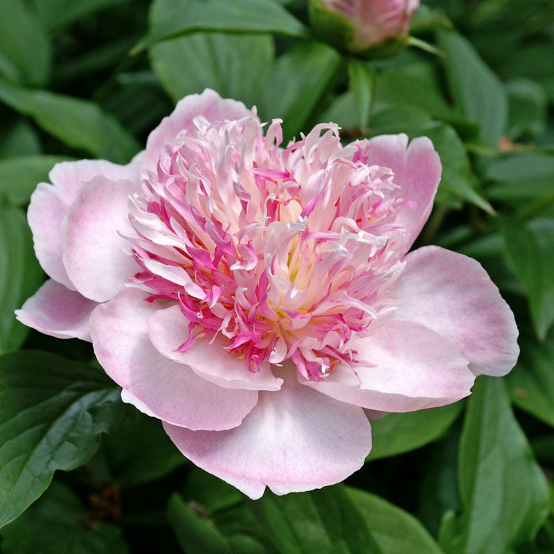 Do Tell' Peony (Paeonia lactiflora 'Do Tell') blooms late spring to early summer.