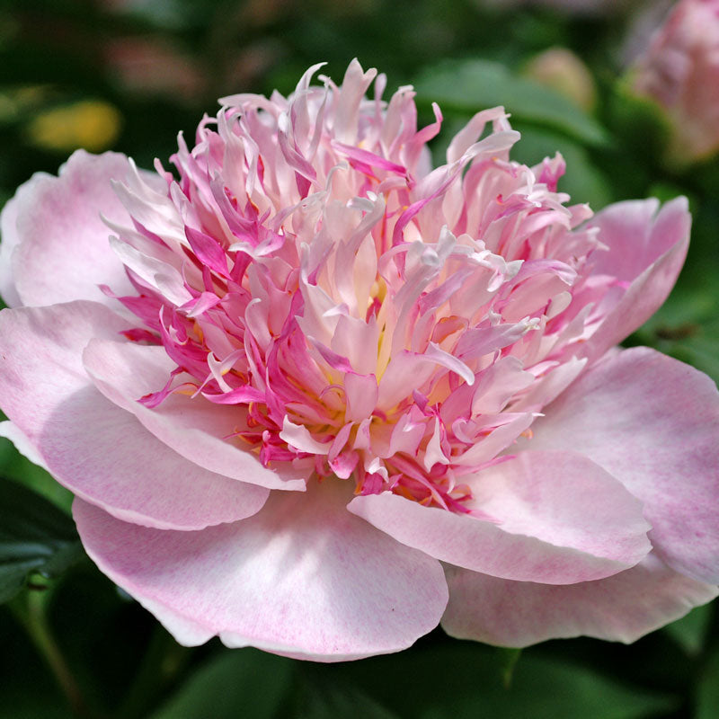Do Tell' Peony (Paeonia lactiflora 'Do Tell') is soft pink with magenta and yellow centers.