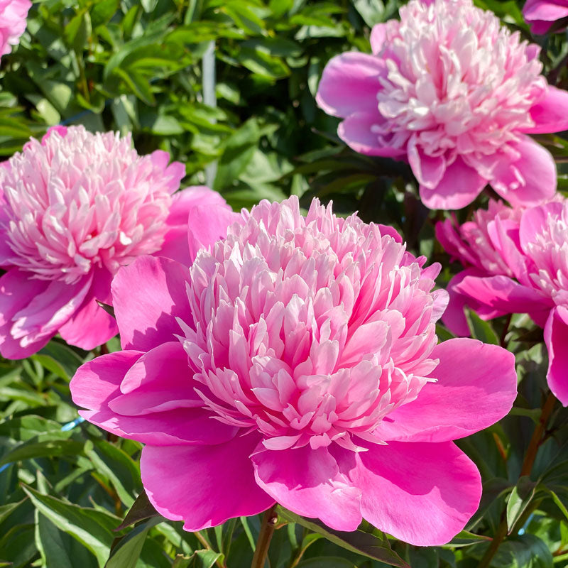 Gros plan sur des pivoines Edulis Superba' aux grandes fleurs rose vif. 