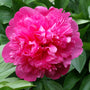 Gros plan sur une fleur de pivoine Edulis Superba rose et duveteuse. 