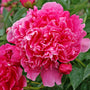 Gros plan sur une grande fleur de pivoine Edulis Superba rose vif. 