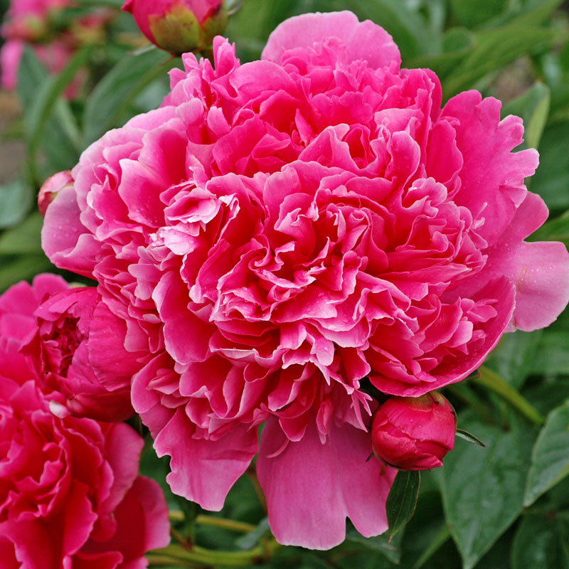 Gros plan sur une grande fleur de pivoine Edulis Superba rose vif. 