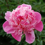 Gros plan sur une fleur double de pivoine Edulis Superba. 