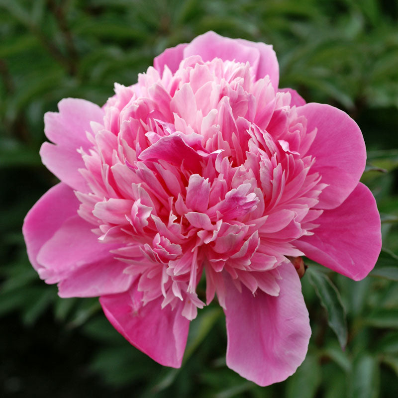 Gros plan sur une fleur double de pivoine Edulis Superba. 