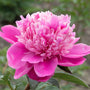 Gros plan sur une fleur de pivoine Edulis Superba rose vif. 