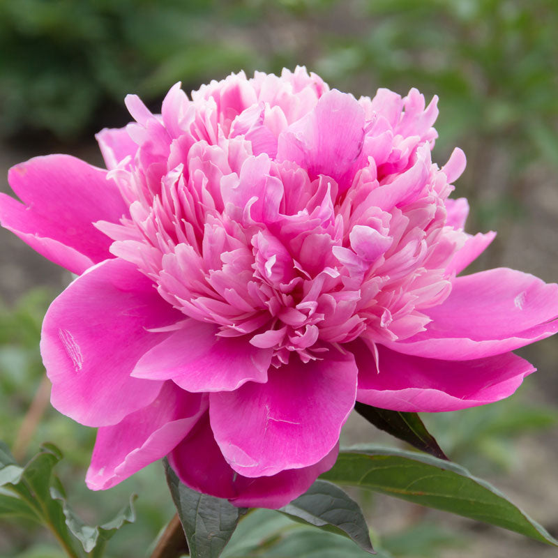 Gros plan sur une fleur de pivoine Edulis Superba rose vif. 