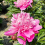 Gros plan sur une fleur de pivoine Edulis Superba rose duveteuse et sur un bouton. 