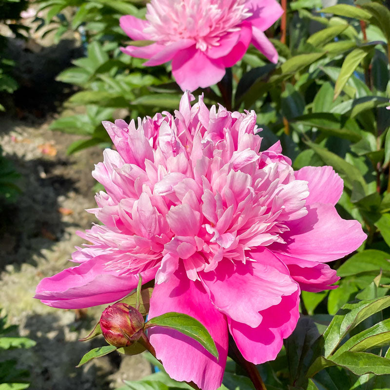 Gros plan sur une fleur de pivoine Edulis Superba rose duveteuse et sur un bouton. 