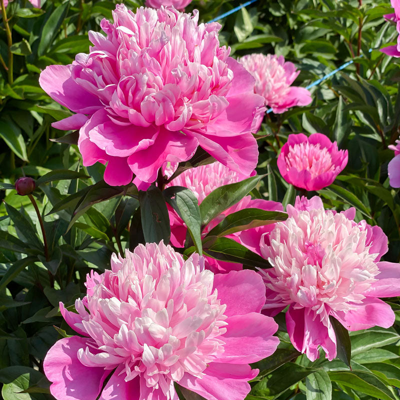 Gros plan sur des fleurs de pivoine Edulis Superba d'un rose éclatant, posées sur un feuillage vert brillant. 