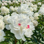Close-up of a Festiva Maxima frilly white bloom. 