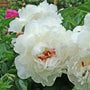 Close-up of a white frilly Festiva Maxima Peony bloom. 