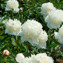 Festiva Maxima Peony white blooms on top of long stems. 