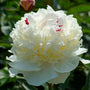 A white double Festiva Maxima Peony bloom with frilly petals. 