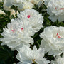 Pure white blooms of Festiva Maxima Peony against handsome green foliage. 