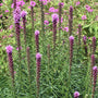 Bright pink Kobold Blazing Star flower spikes. 