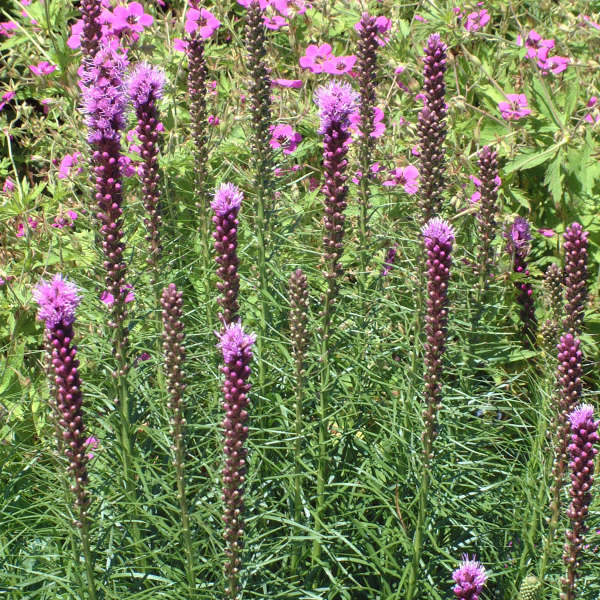 Bright pink Kobold Blazing Star flower spikes. 
